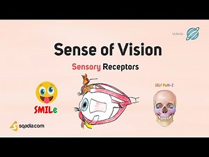 Sensory Receptors | Sense of Vision | Anatomy and Physiology of CNS and PNS