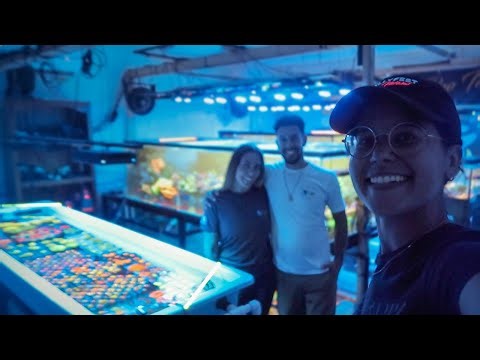 2,000 Gallon FULLY STOCKED Home Coral Farm