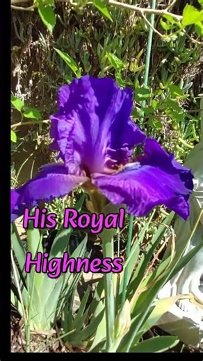 "HIS ROYAL HIGHNESS" Iris, my very FIRST bloom of the Season!