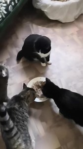 Can you spare $20 for a bag of pet food to help pets in Ukraine survive winter? We're delivering it for free in Ukraine. g.ifaw.org/how-to-help | ifaw