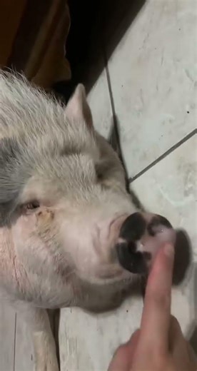 Plop #pig