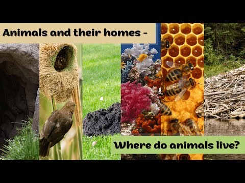 Amazing Animal Homes 🏠🐾 | Where Animals Live & How They Build Their Houses