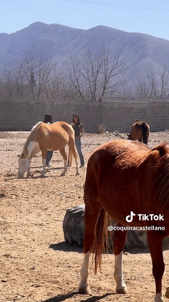 Constelar con caballos es recordar quién eres, sanar desde la raíz y volver a tu lugar con fuerza y suavidad 🐴✨ Gracias por elegirme y por la confianza en este espacio sagrado. Es un honor acompañar su proceso 🤍 #constelacionesfamiliares #caballos #gracias