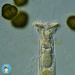 41 reactions | This is a rotifer, and she's a multicellular organism...