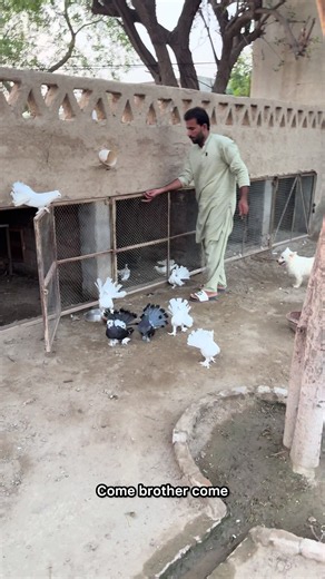 How Many Eggs Do Pigeons Lay? A Glimpse into Pigeon Farming