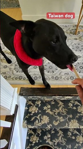 Dog loves medicine, ❤️🤗😄, Taiwan dog, FMD, 台灣犬