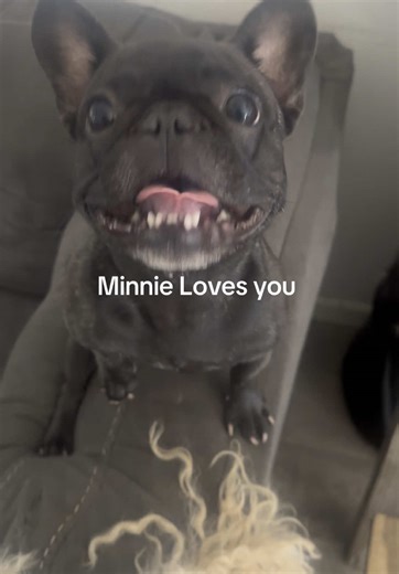 Minnie Loves you #minniecantalk #frenchbulldog #mydogtalks #animalsoftiktok