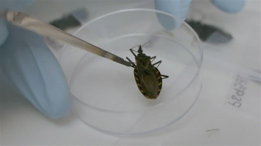 Kissing bugs in Ohio: What to know about the insects linked to a potentially life-threatening disease