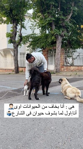 6.9K views · 26 reactions | #dog #dogs #doglovers #dogstagram #cats #cats_of_instagram #cat #catlover #catlovers #animals _#animallovers #animal #dubai #egypt #uae #uae | Mostafa Ali | Facebook