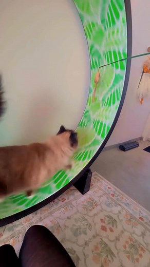 For some cats it doesn’t take long for them to fall in love with the Cat Exercise Wheel 💨🐾 It encourages movement, builds confidence, and keeps your cat happy and healthy! Shop now at onefastcat.com #onefastcat #catwheel #catexercisewheel #catzoomies #cathealth #cats | One Fast Cat