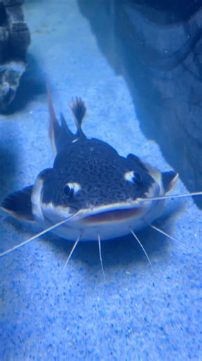 Redtail catfish🐠| #redtailcatfish #catfish #monsterfish #fish #fishtank #aquarium #ytshorts #shorts