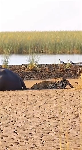 Wow😧 amazing Ai video 100m 🐶🐱🐭🐹🐰🦊🐻🐼🐻‍❄️🐨🐯🦁🐮🐷🐽🐸🐵🐔🐧🐦🐤🦆🦅🦉🦇🐺🐗🐴🦄🐝🪱🐛🦋🐌🐚🦟🐞🐜🪲🦗🕷🕸🐢🐍🦎🦖🦕🦂🦀🦑🐙🦞🦐🐠🐟🐡🐬🦈🐊🐆🐅🦓🦬🐃🐂🐄🦌🦛🐪🦒🦘🦣🦏🦍🐖🦙🐐🐏🐕🐩🦮🐈‍⬛🪶🐓🦤🦚🦜🦢🦩🕊🐇🐁🦝🦥🦡🦫🐾🐲 wow amazing this ai real video 100m view 🔥 #animalsoftiktok #ai #wildlife #petlife #Nature