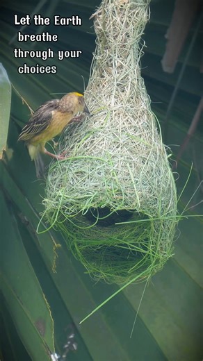 Nature’s Tailor: Thread by Thread 🌿🧵 What looks effortless is actually an art. The weaver uses its beak like a needle, pulling long blades of grass through tight loops, creating a nest that can withstand wind, rain, and time. This is instinct turned into craftsmanship. #bayaweaver #nestbuilding #avianarchitect #nature | Go Green Forlife
