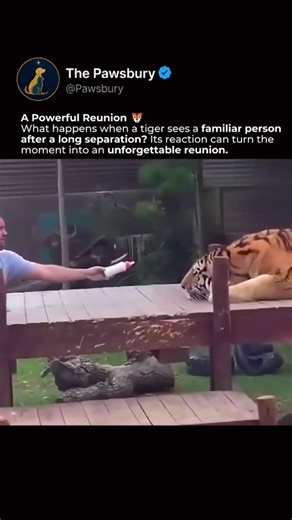 Tiger Reunites With a Familiar Human After Years 🐯 #shorts