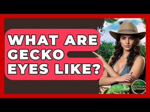 What Are Gecko Eyes Like? - Reptilian Wonders