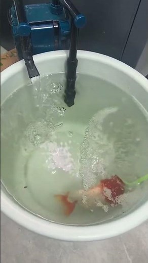 Grass goldfish! Colors are so diverse and beautiful #goldfish #koi #aquarium