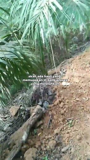 Akan ada hasil di balik proses yang melelahkan #sijunjung #transmigrasi #sumaterabarat