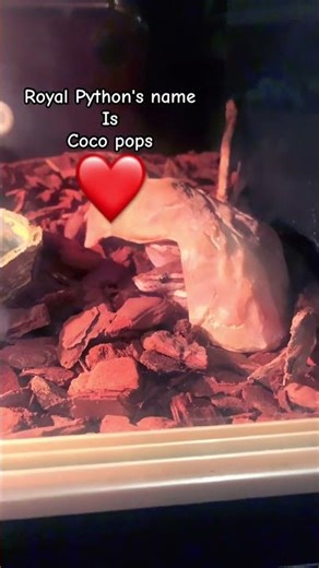 Royal Python❤️❤️❤️