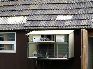 Ad Schaerlaeckens is not only a successful racer but also an influential writer and advocate for the pigeon sport. He shares his insights through columns and blogs, analyzing race results and providing accurate interpretations. | PigeonVibes