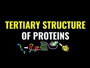 Tertiary structure of proteins explained