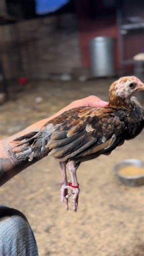 Kelso cresta sierra 🔥🍋#rooster #gamefarm #gallosfinos #texasgamefowl #fyp