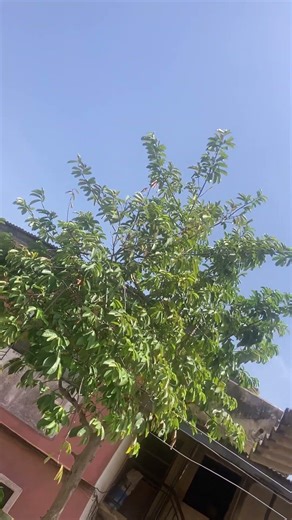 What a beautiful blue sky it is up there #nature #naturelovers #natureshorts #shorts #shortsviral