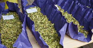 What Are Hops? A Deep Dive Into the Beer Essential with Jim Koch of Sam Adams
