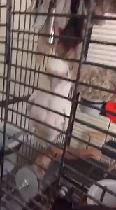 ayy lmao credit: Hunter Hardy | Birb Memes