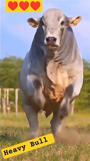 bail ki video shorts