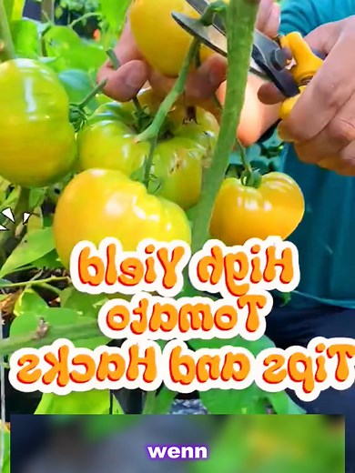 In dieser Tomatenpflegeanleitung erfahren Sie, wie Sie die Tomate pflegen#Zucht #tip #titok #gartenarbeit #garten