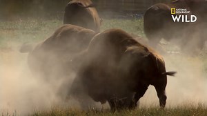Deux bisons mâles se battent pour déterminer lequel d'entre eux deviendra le chef du troupeau. | Nat Geo Wild France