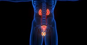 Male Reproductive System with Urinary System Anatomy Animation Concept