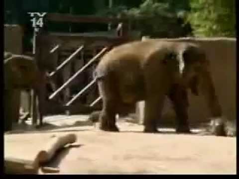 Man gets head caught in elephant bum.mp4