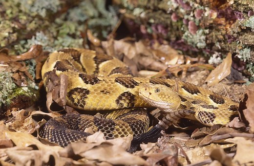 BEWARE: The Most Rattlesnake Infested Areas in Indiana