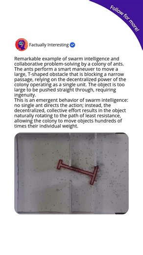 Swarm Intelligence: How Ants Collaboratively Rotate a T-Shaped Obstacle