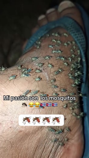 Bad boy 🇨🇺🇺🇸🫵🏽 (@yoandry399)’s videos with The Laugh - El Risitas