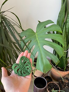 MONSTERA LEAF CROCHET | Beginner Friendly Pattern in English - Etsy