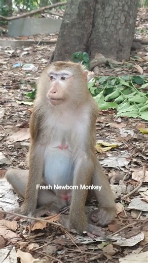 7.8K views · 79 reactions | Update pregnant Luna, Luna situation is nearly give birth #pregnantluna 6 | Fresh Newborn Monkey | Facebook