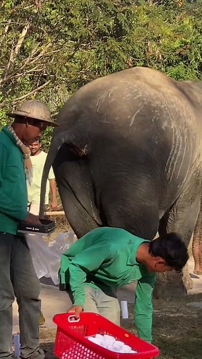 It a simple thing to see for who’s working with them 🐘❤️🥰#elephant #keffamily #kef #chimean