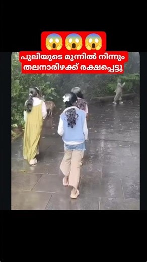 ഇത്രത്തോളം ക്യൂട്ട് ആയ പുലി | #Comedy #funny #Entertainment #viralreelsシ #malayalamVideo #kerala