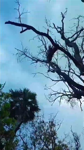 fonme se batya ke bolona ka pebo # Bhojpuri songs shorts video