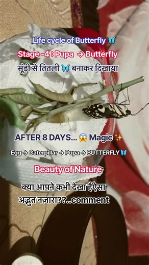 From Pupa to Butterfly in 8 Days! 🦋 | Butterfly Life Cycle #adult #metamorphosis by Naveen Kumar