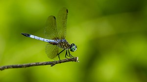 How Dragonflies Catch Prey in Midair