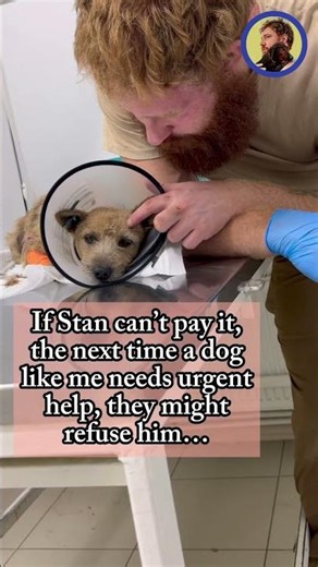 I still can't cover the treatment of the rescued dog Rexy...
