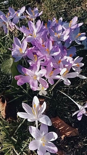 Spring Vibes | AI Generated Video The Feeling of Spring — Created by AI / Spring Mood | AI Art