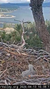Last Sunshine before heavy snow | Big Bear Bald Eagles #fobbv #bigbear2026 #jackieeagle