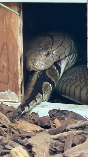 King Cobra Eats Another Snake: Apex Serpent's Feast