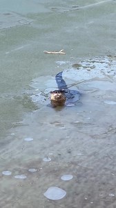 Wait for when he pops his head out 😂 #otter #ice #frozenlake | River Otter