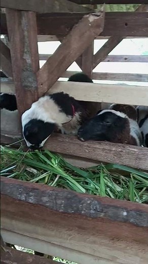 Baa Baa Black Sheep video Nursery Rhymes Kids Video Animal Songs #babablacksheep #kidssong