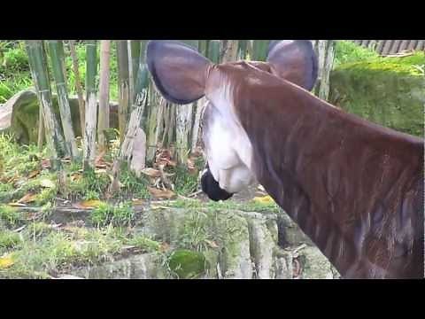 OKAPI